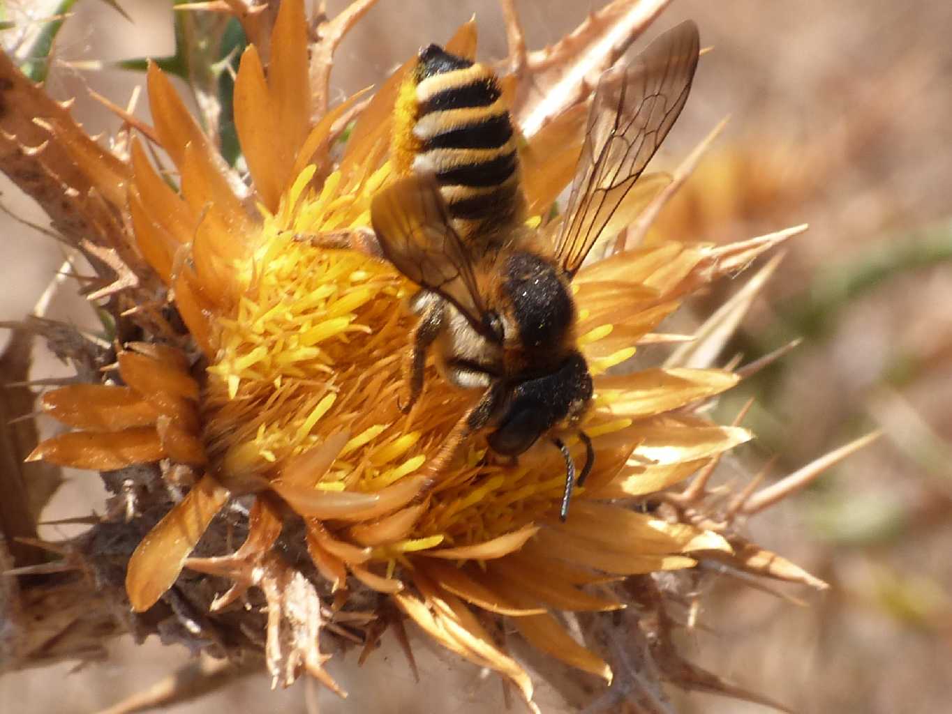 Megachile sp.